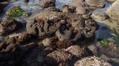 Dodecaceria fewkesi