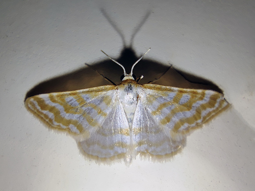 Idaea sericeata