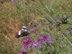 Argynnis sagana