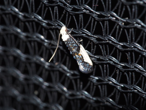White-blotched Clothes Moth, photo 4 of 10
