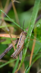 Mecostethus parapleurus