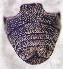 Hypurus bertrandi