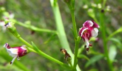 Scrophularia canina