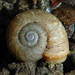 Alameda Lancetooth Snail - Photo (c) Robin Gwen Agarwal, some rights reserved (CC BY-NC), uploaded by Robin Gwen Agarwal