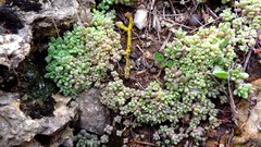 Sedum mucizonia