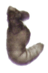 Hypurus bertrandi