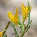 Genista pulchella - Photo (c) Emanuele Santarelli, algunos derechos reservados (CC BY-SA), subido por Emanuele Santarelli