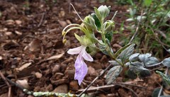 Teucrium fruticans