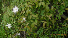 Clematis montana
