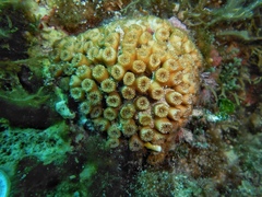 Cladocora caespitosa