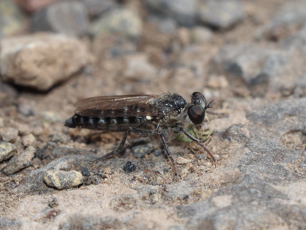 Dichropogon canariensis