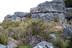 Aspalathus chenopoda