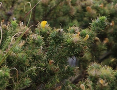 Aspalathus chenopoda