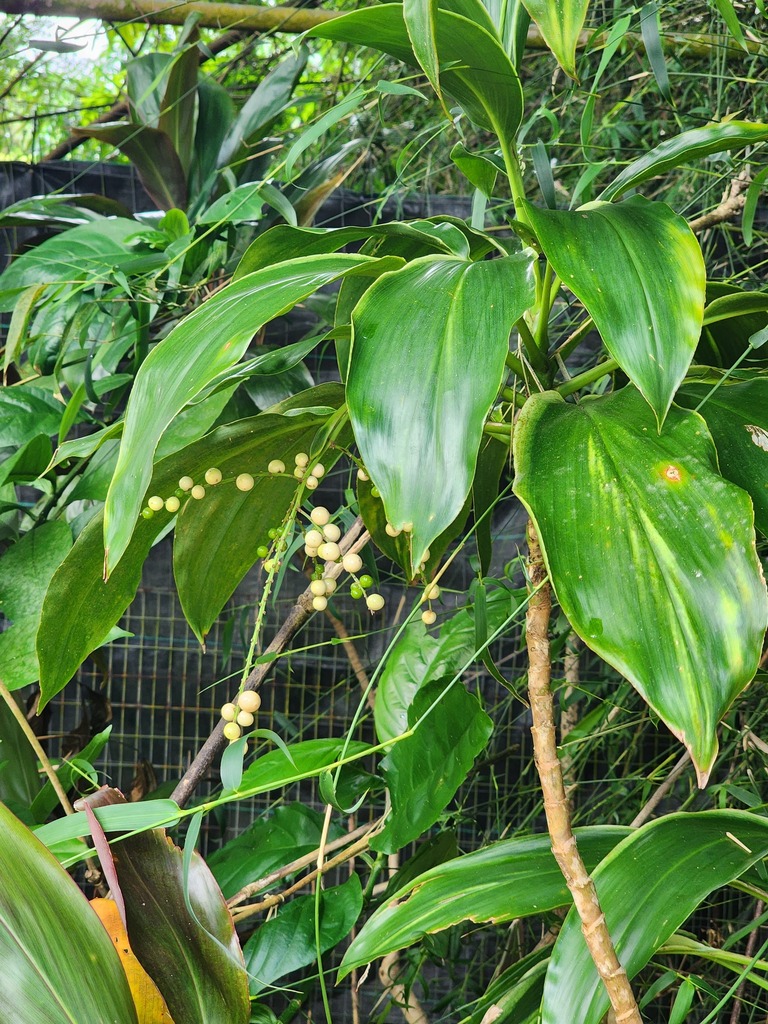 Ti from Maui County, HI, USA on May 26, 2023 at 0905 AM by