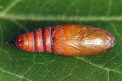 Hecatera bicolorata