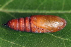 Hecatera bicolorata