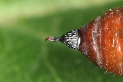 Hecatera bicolorata