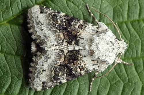 Broad-barred White, photo 4 of 10