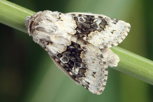 Broad-barred White, photo 9 of 10
