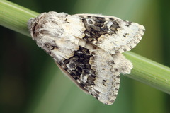 Hecatera bicolorata