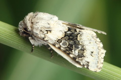 Hecatera bicolorata