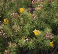 Aspalathus chenopoda