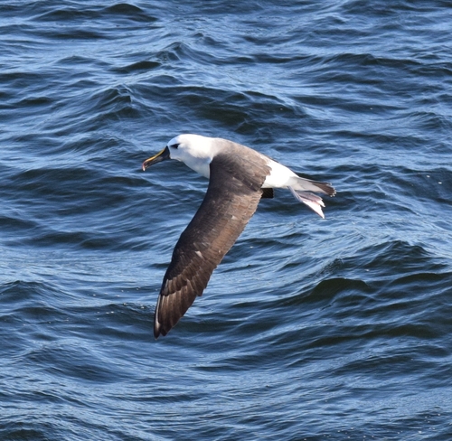Albatros picofino (Thalassarche chlororhynchos)