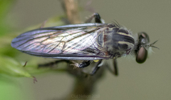 Brachyrhopalinae