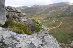 Phylica buxifolia
