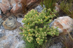 Aspalathus chenopoda