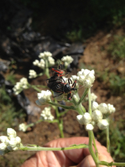 Apiomerus californicus