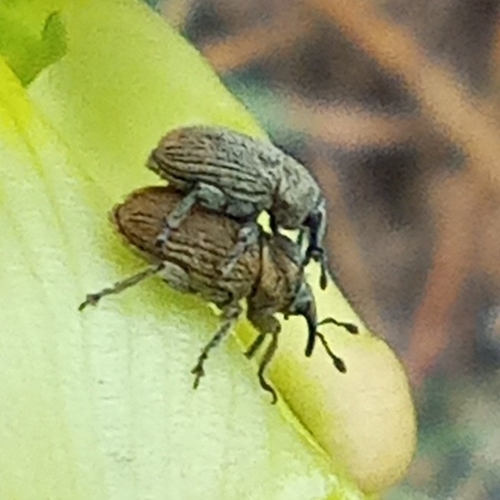 Rhinusa collina