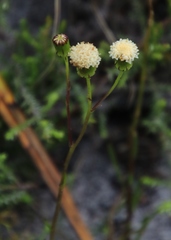 Senecio paniculatus