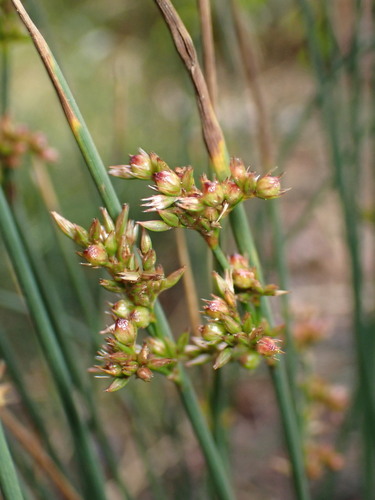 Image of Juncus patens by (c) Cricket Raspet, some rights reserved (CC BY)