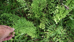 Cheilanthes viridis viridis
