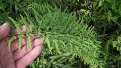 Cheilanthes viridis viridis