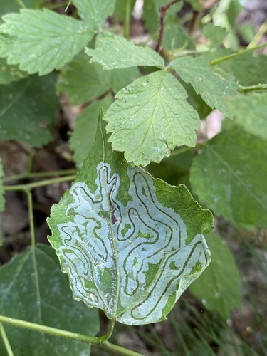 Phyllocnistis labyrinthella