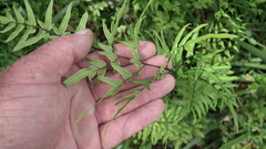 Cheilanthes viridis viridis