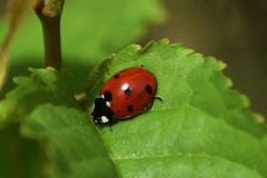 Coccinella septempunctata