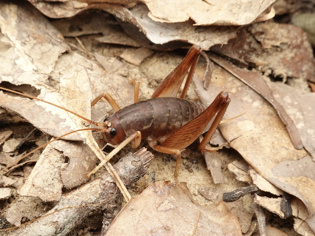 Rhaphidophora taiwana