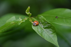 Harmonia axyridis