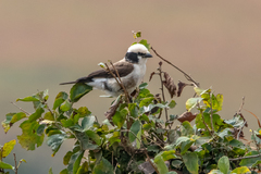 Eurocephalus ruppelli