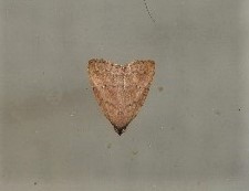 Tolpiodes oligolasia