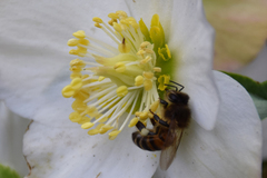 Apis mellifera
