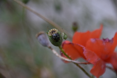 Nezara viridula