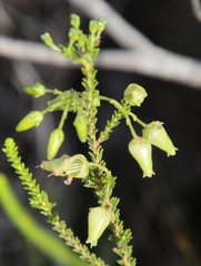 Erica urna-viridis
