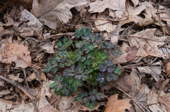 Aquilegia canadensis