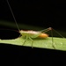 Conocephalus japonicus - Photo (c) orthoptera-jp, some rights reserved (CC BY-NC), uploaded by orthoptera-jp