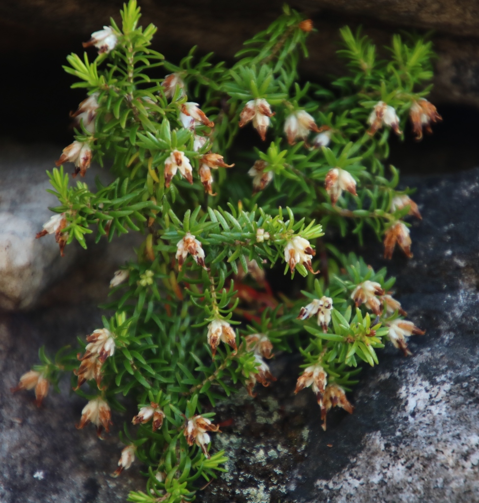 Browntip Heath