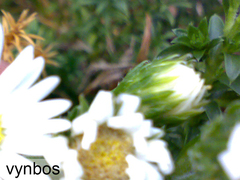 Polyarrhena reflexa reflexa